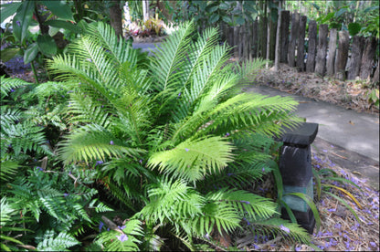 Blechnum brasiliense Silver Lady