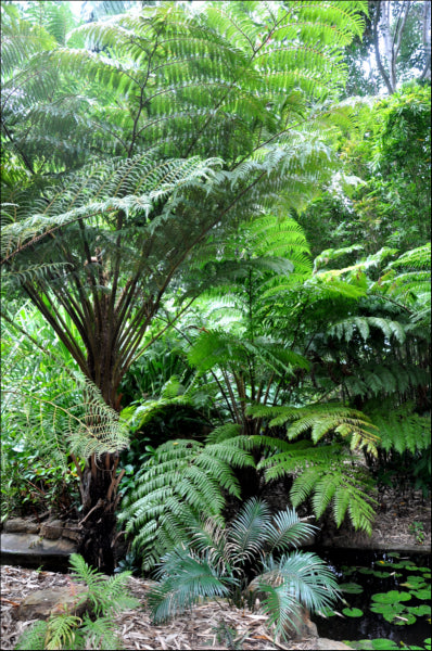 Cyathea cooperi