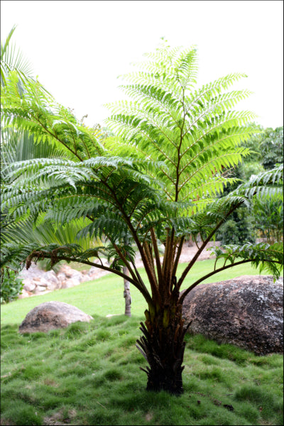 Cyathea cooperi