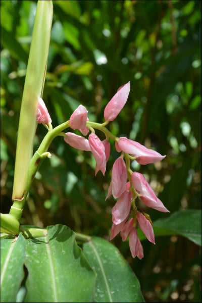 Platypus Plants