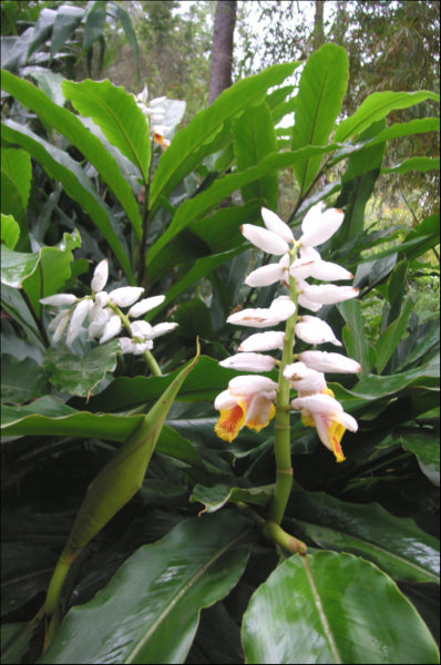 Alpinia mutica