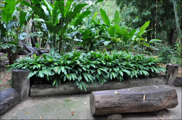 Alpinia nutans Dwarf Cardomom/Cardamom Leaf