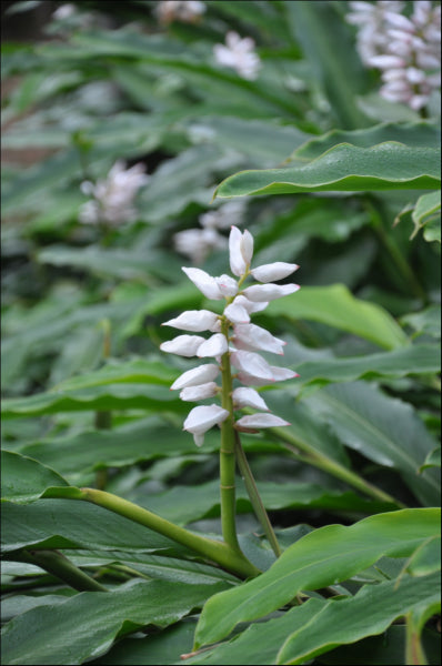 Alpinia nutans