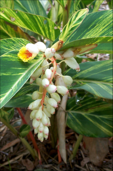 Alpinia zerumbet Variegata