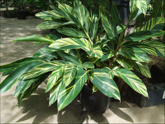 Alpinia zerumbet Variegata