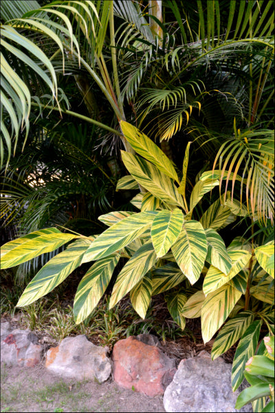 Alpinia zerumbet Variegata