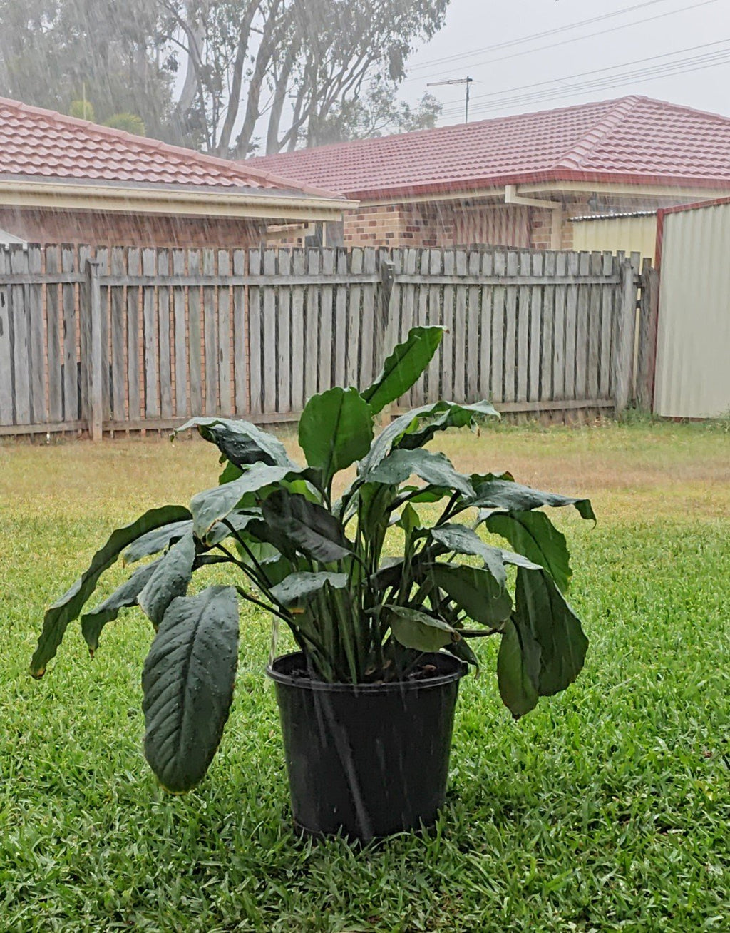 Platypus Plants