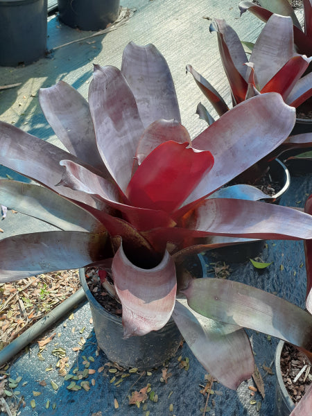 Alcantarea imperialis Silver Plum