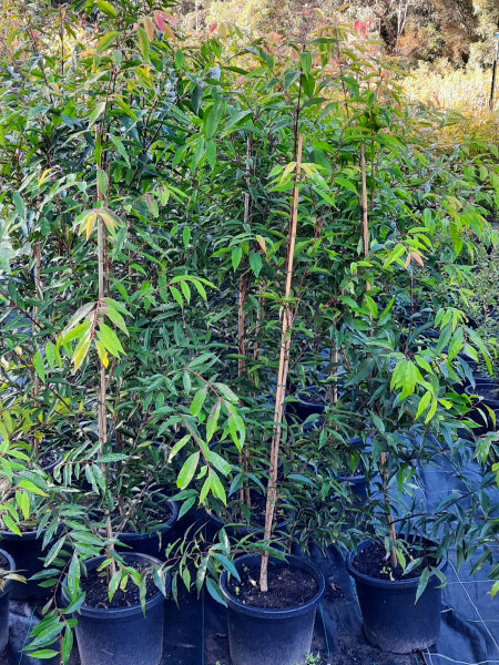 Waterhousia floribunda