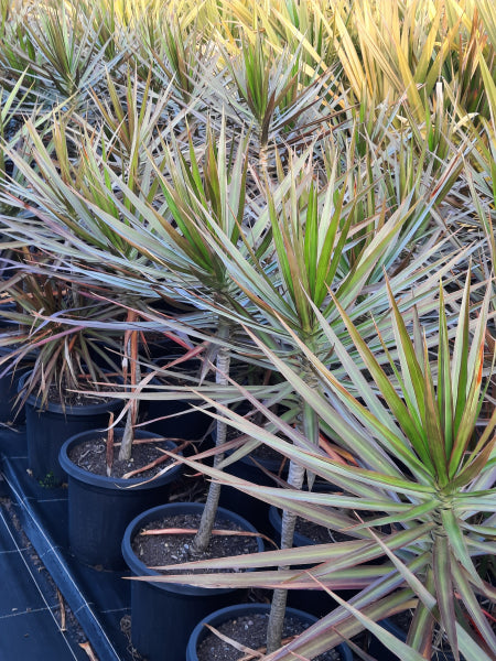 Dracaena marginata Black Knight