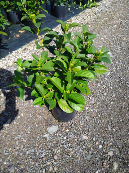 Viburnum odoratissimum