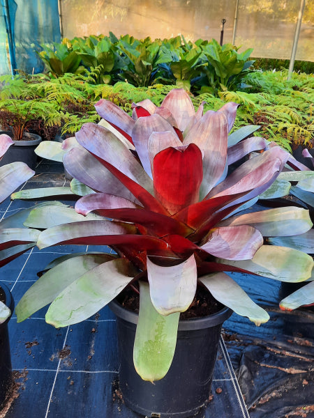 Alcantarea imperialis Silver Plum