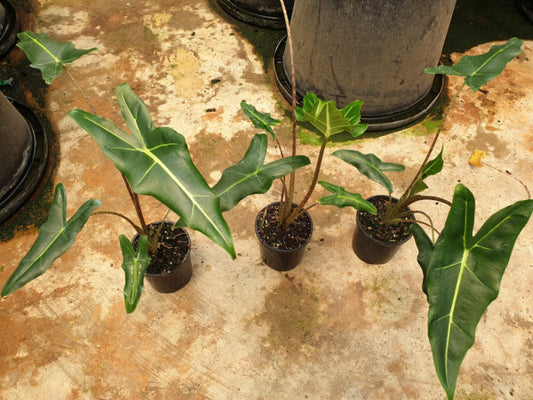 Alocasia zebrina Sariani