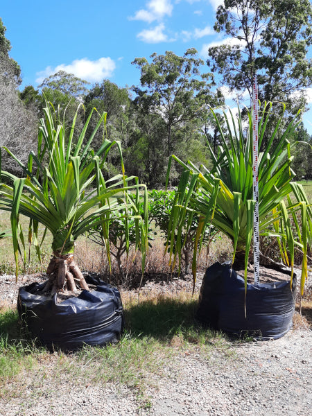 Pandanus pedunculatus