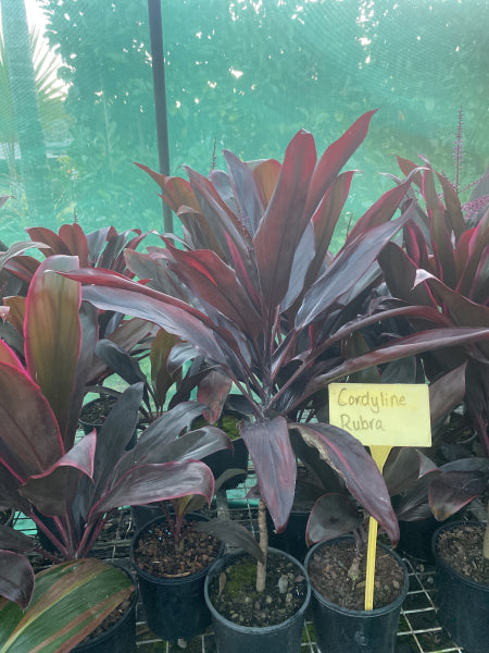 Cordyline fruticosa rubra