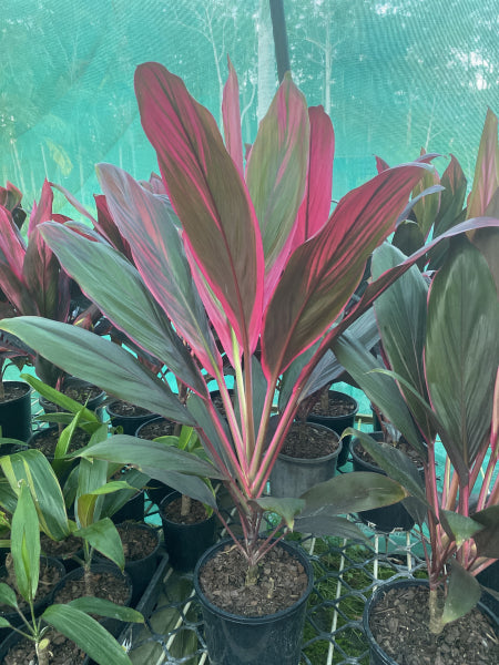 Cordyline fruticosa Fire Fountain