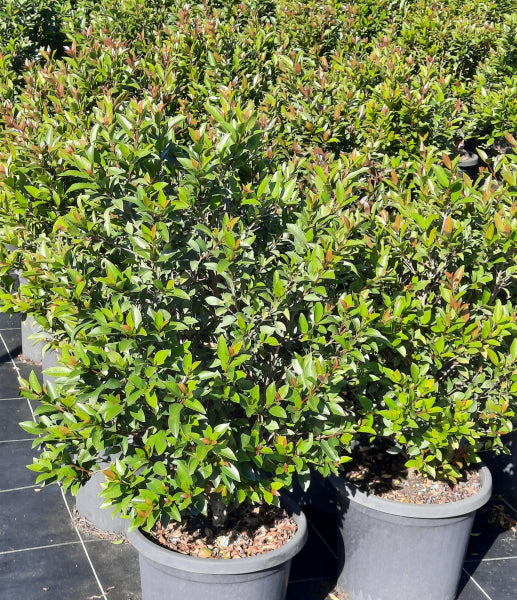 Syzygium australe Baby Boomer