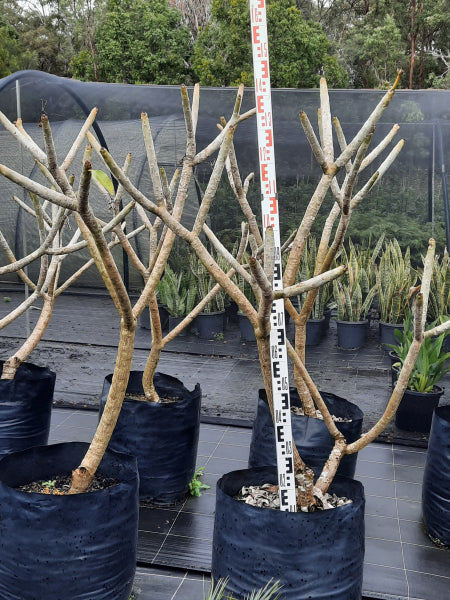 Plumeria rubra acutifolia White