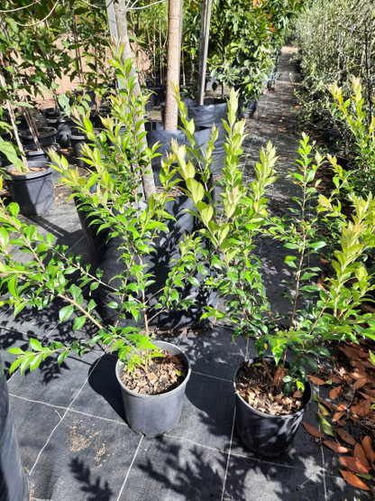 Backhousia myrtifolia - Grey myrtle, Cinnamon Myrtle