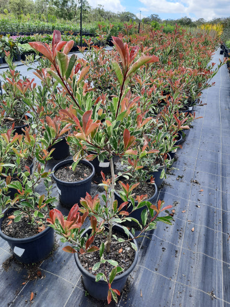 Photinia Pink Marble