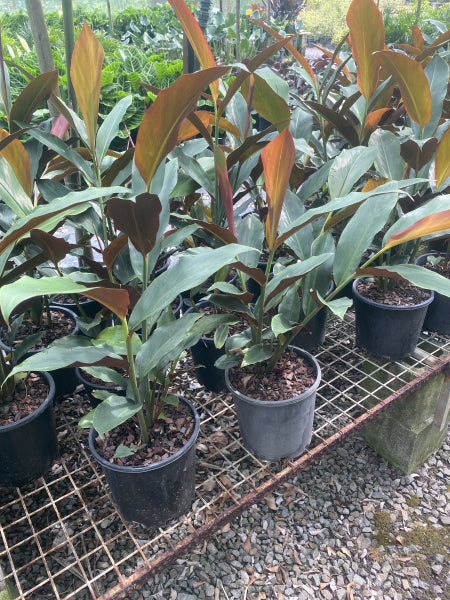 Alpinia caerulea  Red Back