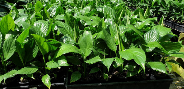 Spathiphyllum Stephanie