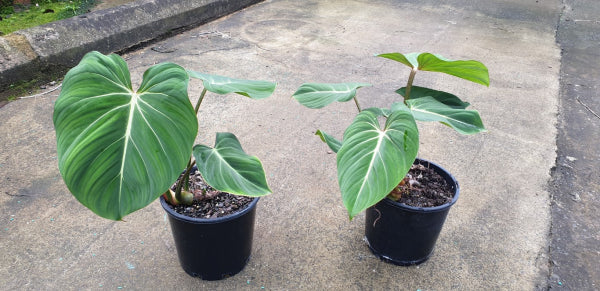 Philodendron gloriosum