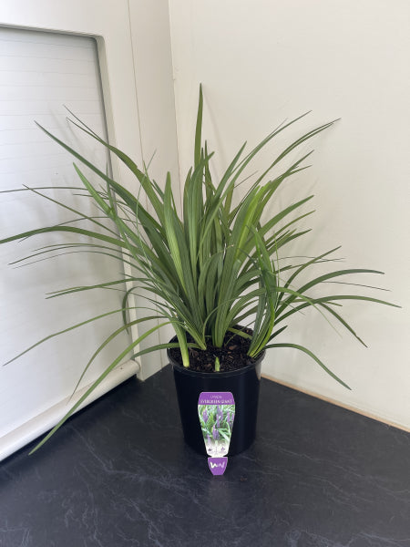 Liriope muscari 'Evergreen Giant'