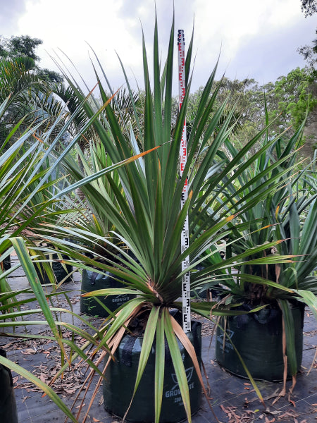 Pandanus utilis