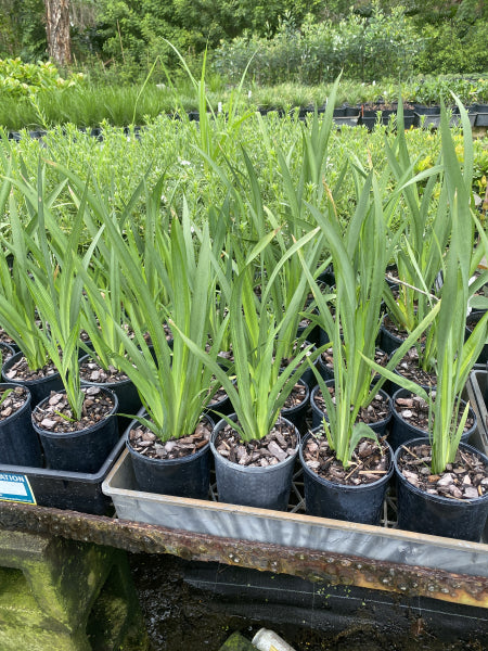 Dietes grandiflora