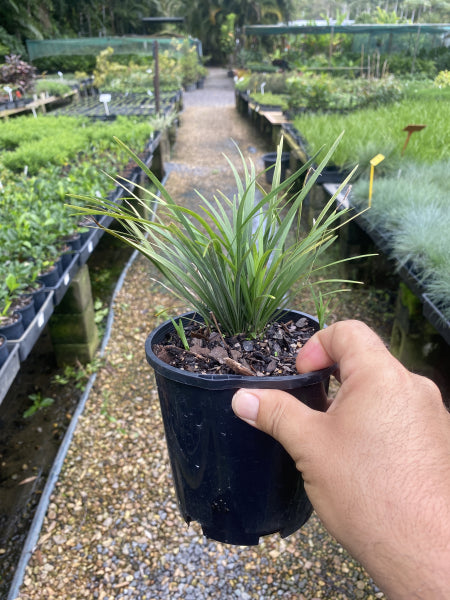 Ophiopogon japonicus