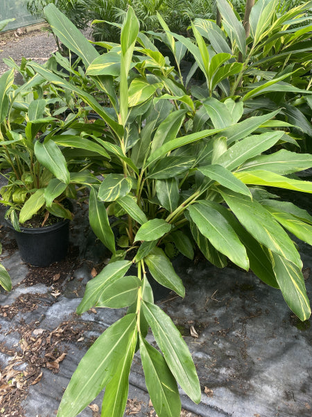 Alpinia zerumbet Variegata