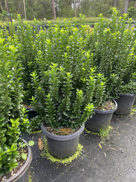 Euonymus japonicus Green Rocket