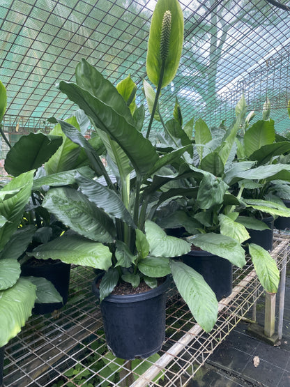 Spathiphyllum Blue Moon