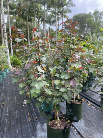 Hibiscus tiliaceus Rubra