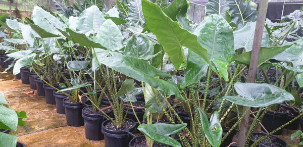 Alocasia zebrina