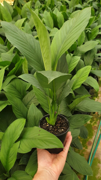 Spathiphyllum Sensation