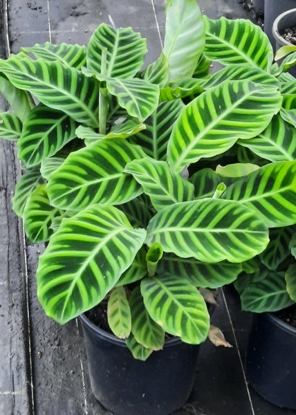 Calathea zebrina