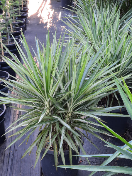 Yucca Elephantipes Silver Star