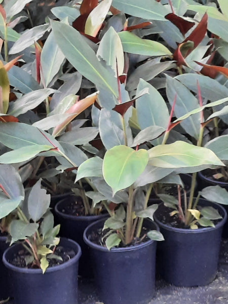 Alpinia caerulea  Red Back