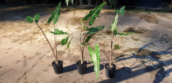 Alocasia zebrina Sariani