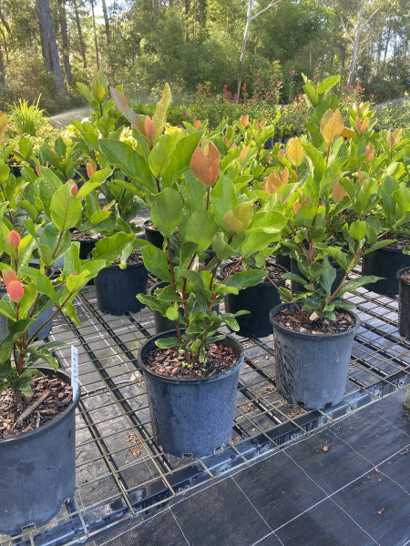 Ixora chinensis Prince of Orange