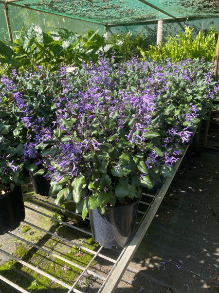 Plectranthus Hybrid Purple