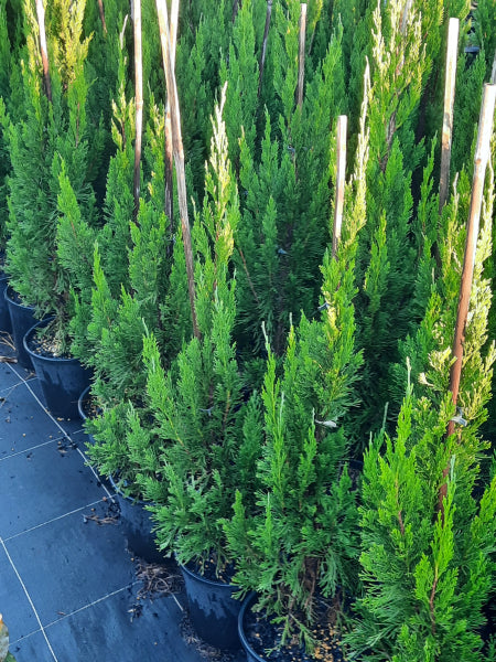 Juniperus chinensis Spartan