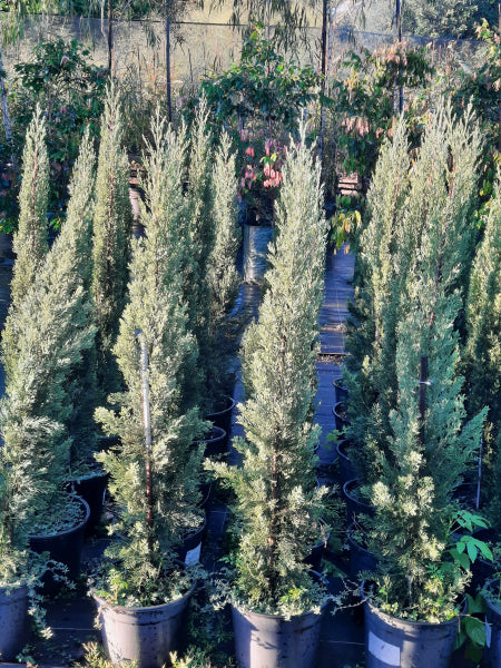 Cupressus sempervirens Glauca