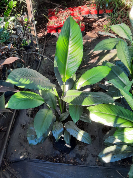 Spathiphyllum Sensation