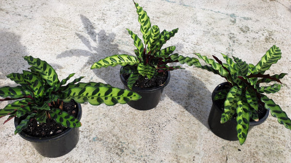 Calathea insignis