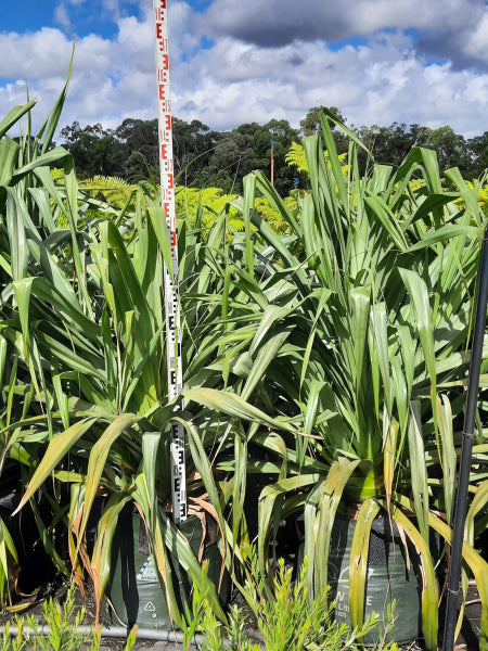 Pandanus pedunculatus