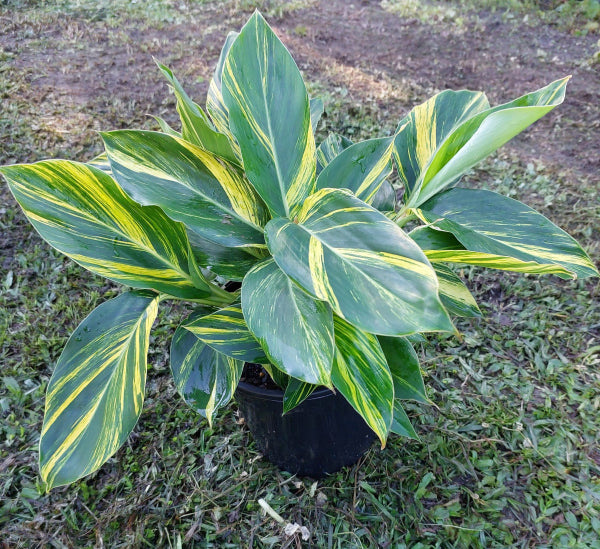 Alpinia zerumbet Variegata