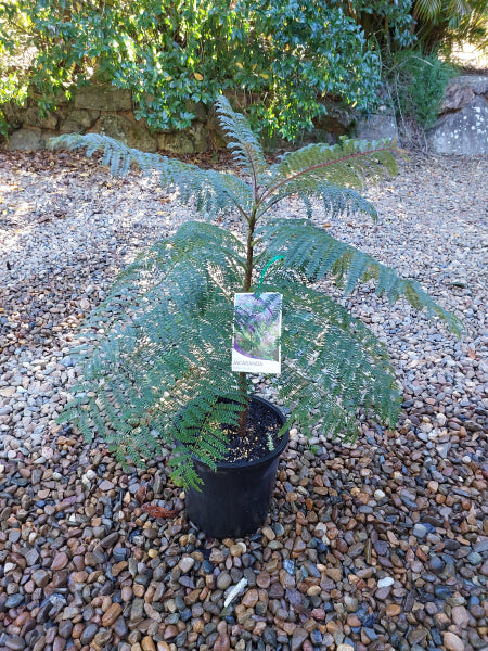 Jacaranda mimosifolia